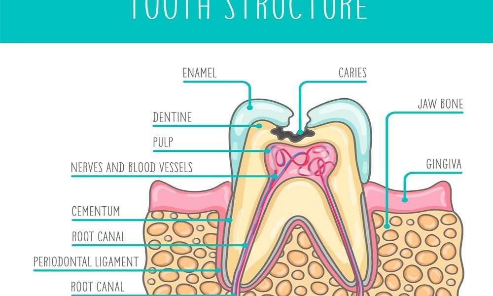 Osteoporosis Overview - Dentist Who Can Help with Osteoporosis 168 Oral Health and Bone Disease